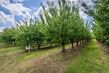 Brogdale Farm - Faversham, Kent