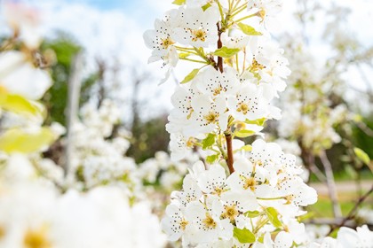 Apple & Cherry Blossom - Photography