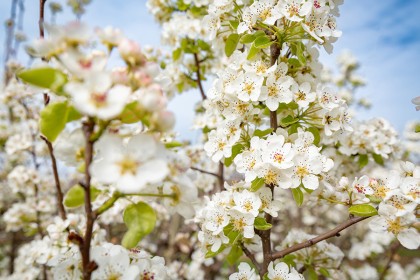 Apple & Cherry Blossom - Photography