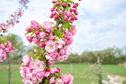 Apple & Cherry Blossom - Photography