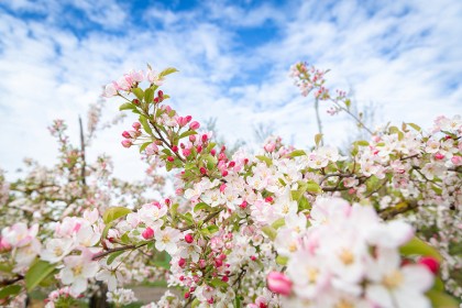 Apple & Cherry Blossom - Photography