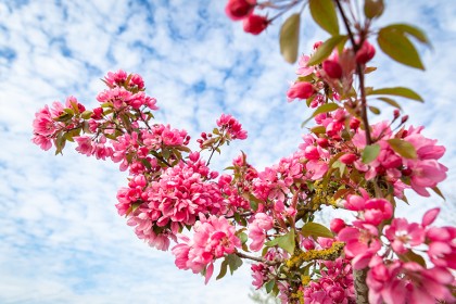 Apple & Cherry Blossom - Photography