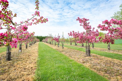 Apple & Cherry Blossom - Photography