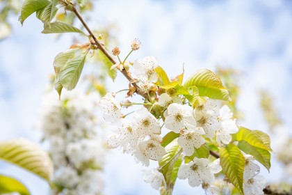 Apple & Cherry Blossom - Photography