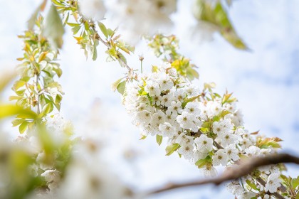 Apple & Cherry Blossom - Photography