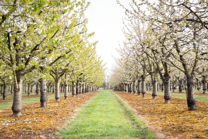 Apple & Cherry Blossom - Photography