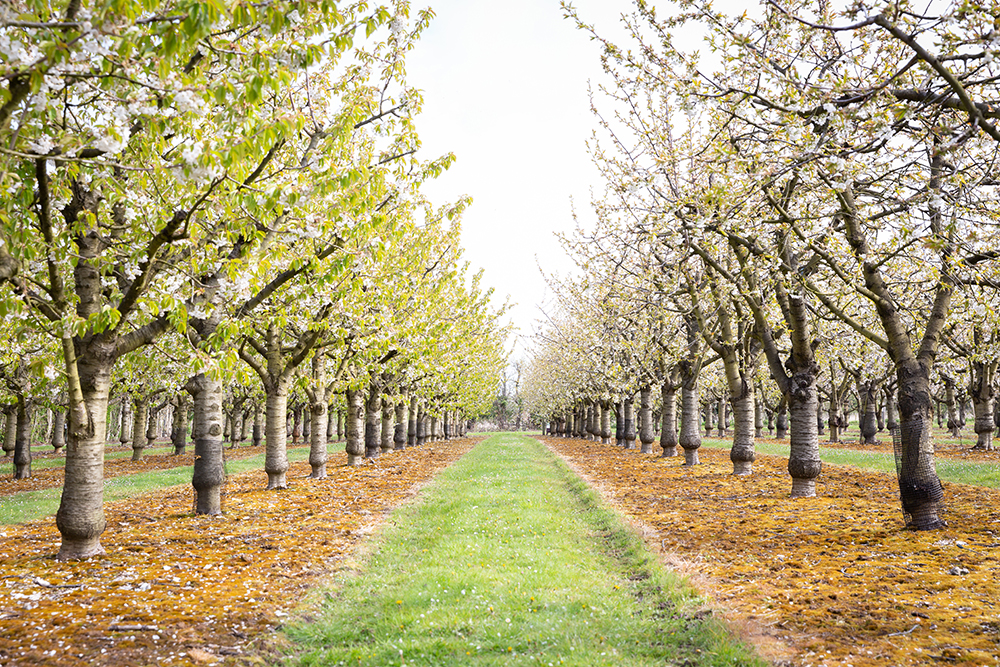 Apple & Cherry Blossom at Brogdale Farm