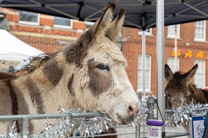 Faversham Christmas Market - Photography
