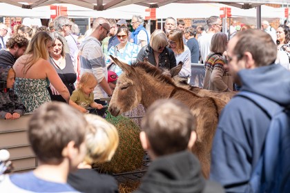 Faversham Millennium Market - Photography  -Happy Endings Rescue 