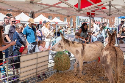 Faversham Millennium Market - Photography Happy Endings Rescue 