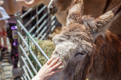 Faversham Millennium Market - Photography Happy Endings Rescue 