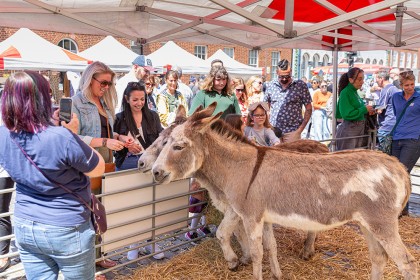 Faversham Millennium Market - Photography Happy Endings Rescue 