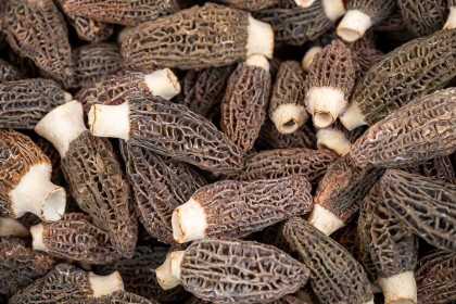 Valley Mushrooms & Gallery Kitchen Cafe - Faversham